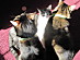View full size picture