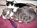 View full size picture