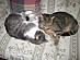 View full size picture