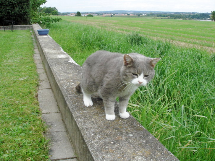 Picture of a cat / kitten / feline