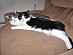 View full size picture