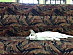 View full size picture