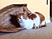 View full size picture