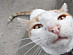 View full size picture