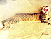 View full size picture