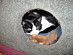 View full size picture