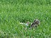 View full size picture