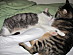 View full size picture