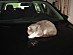 View full size picture