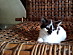 View full size picture