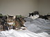 View full size picture