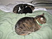 View full size picture