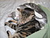 View full size picture