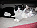 View full size picture