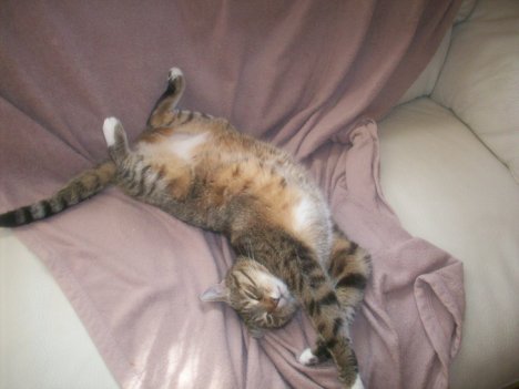 Picture of a cat / kitten / feline