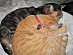 View full size picture