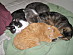 View full size picture