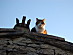View full size picture