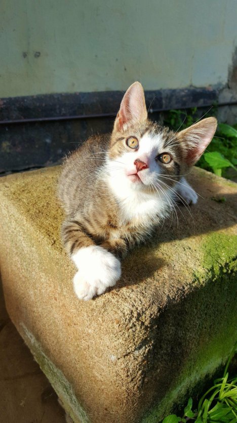 Picture of a cat / kitten / feline