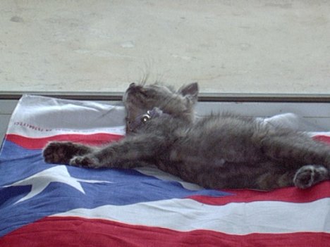 Picture of a cat / kitten / feline