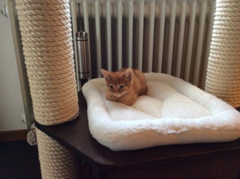 Picture of a cat / kitten / feline