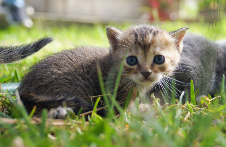 Picture of a cat / kitten / feline