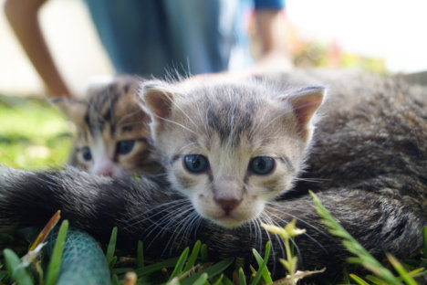 Picture of a cat / kitten / feline