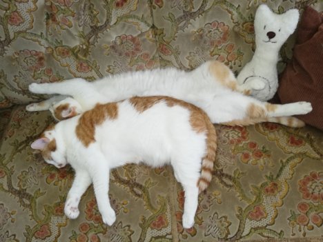 Picture of a cat / kitten / feline