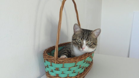 Picture of a cat / kitten / feline