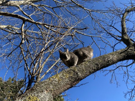 Picture of a cat / kitten / feline