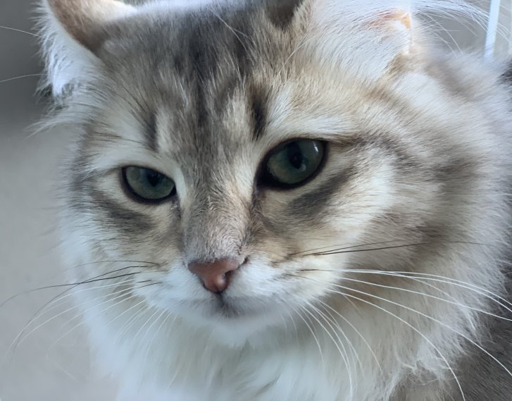 Picture of a cat / kitten / feline