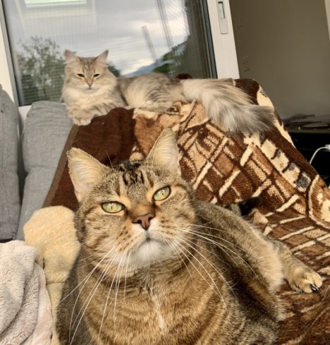 Picture of a cat / kitten / feline