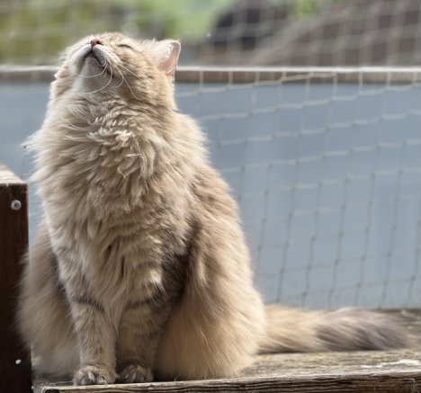 Picture of a cat / kitten / feline