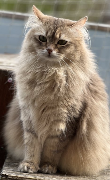 Picture of a cat / kitten / feline