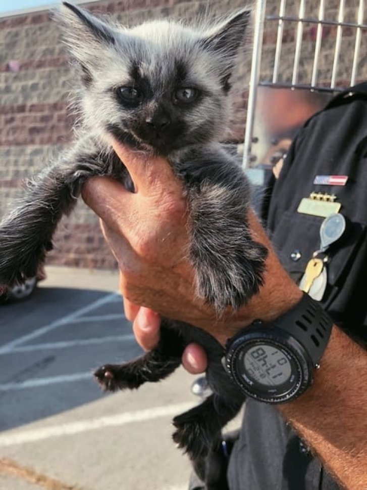 Picture of a cat / kitten / feline