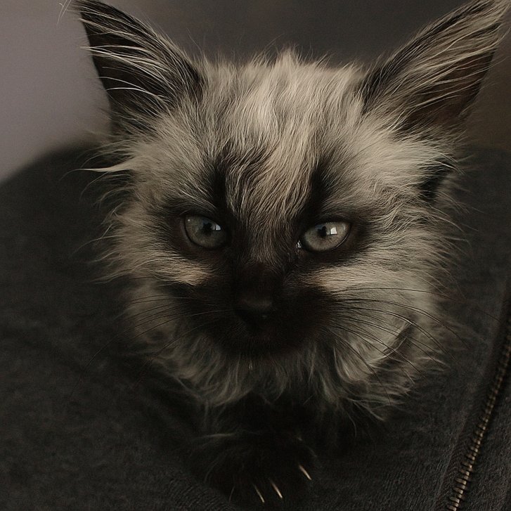 Picture of a cat / kitten / feline