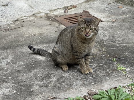 Picture of a cat / kitten / feline