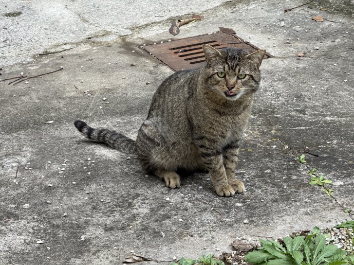 Picture of a cat / kitten / feline