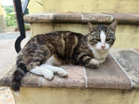 Picture of a cat / kitten / feline