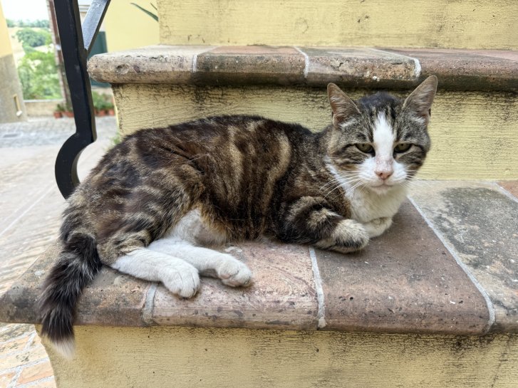 Picture of a cat / kitten / feline