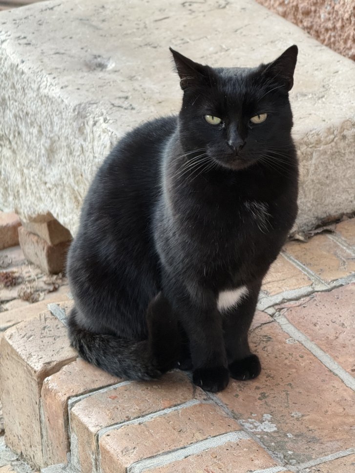 Picture of a cat / kitten / feline