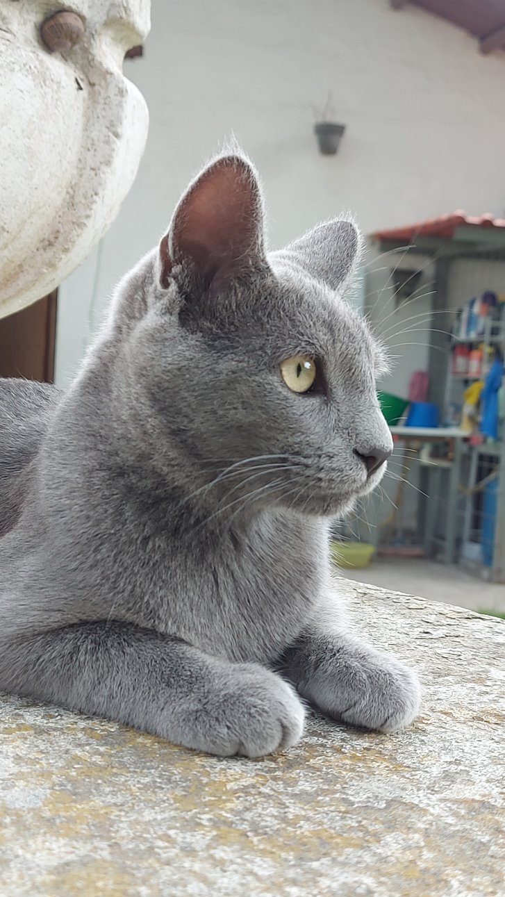 Picture of a cat / kitten / feline