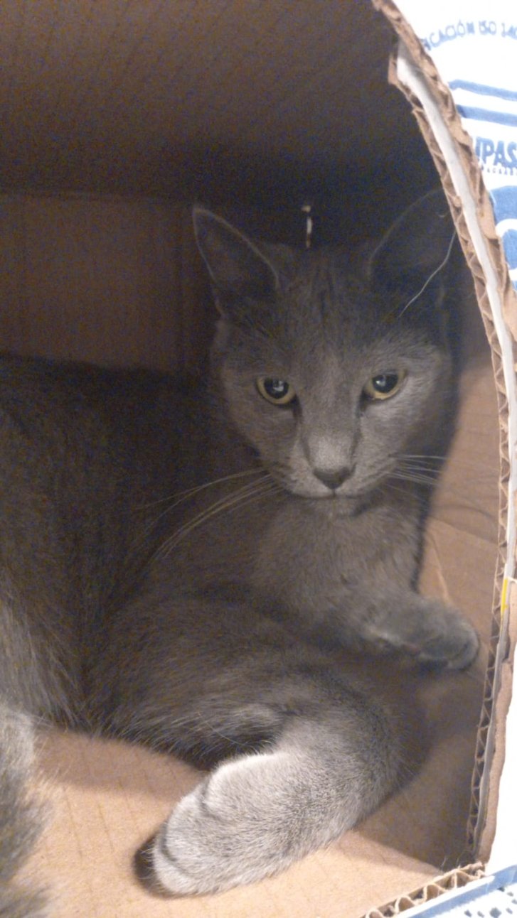 Picture of a cat / kitten / feline