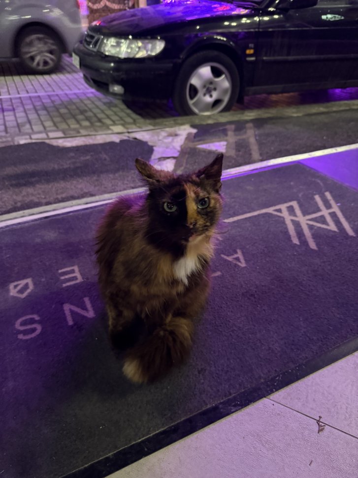 Picture of a cat / kitten / feline