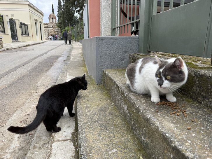 Picture of a cat / kitten / feline