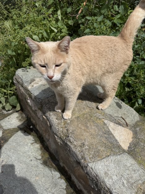 Picture of a cat / kitten / feline
