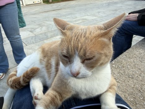 Picture of a cat / kitten / feline