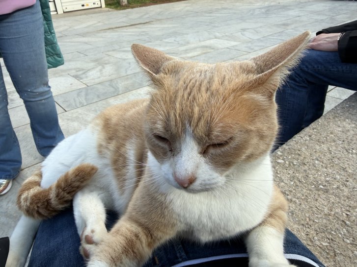 Picture of a cat / kitten / feline