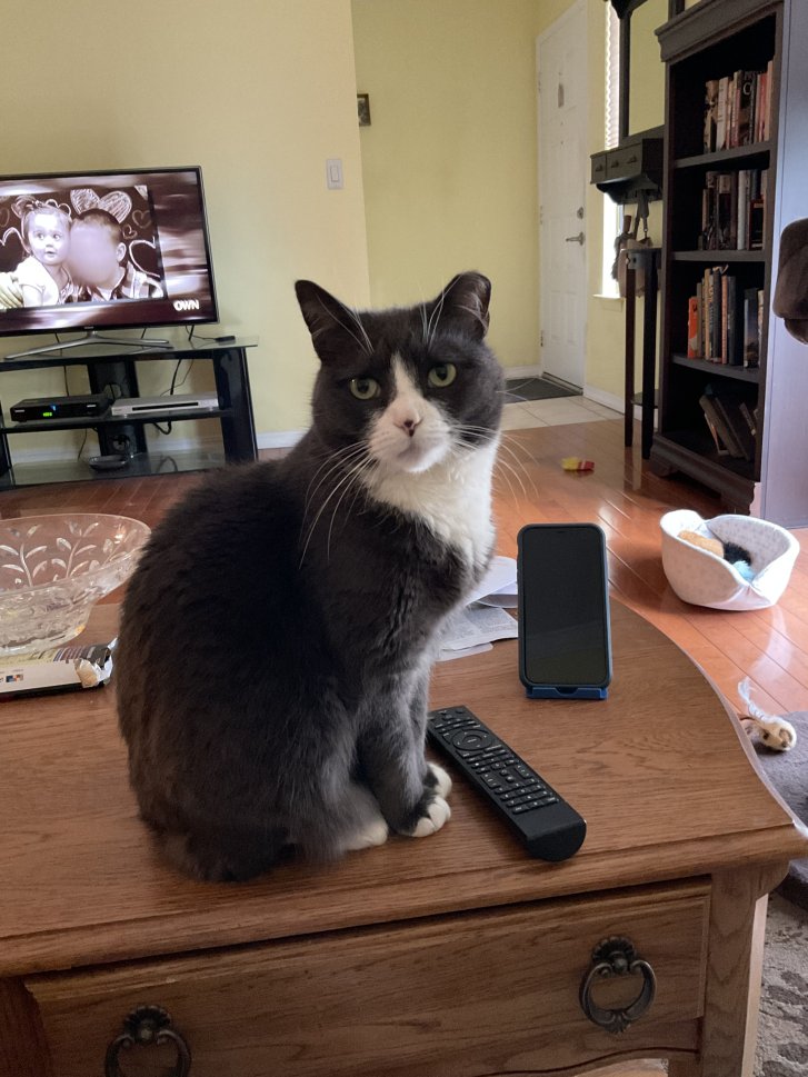 Picture of a cat / kitten / feline