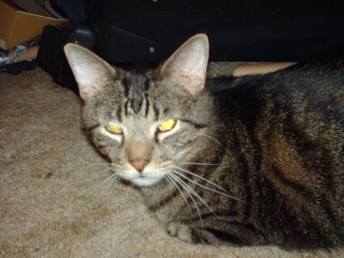 Picture of a cat / kitten / feline